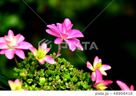 梅雨に合う花紫陽花 48908416
