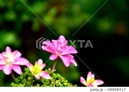 梅雨に合う花紫陽花 48908417
