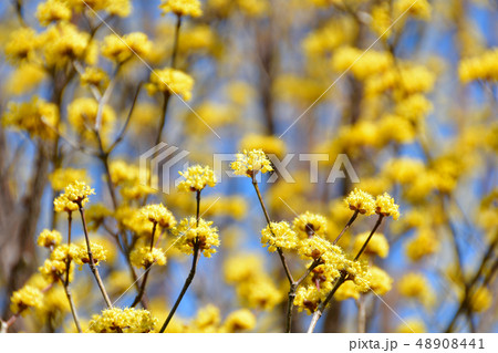 サンシュウの花 48908441
