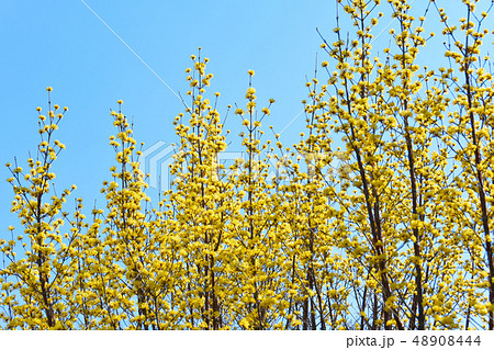 サンシュウの花 48908444