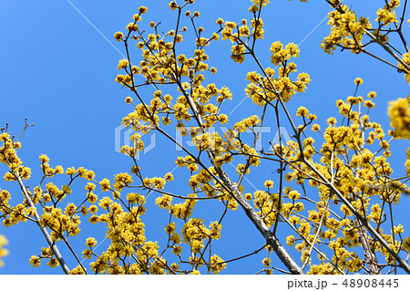 サンシュウの花 サンシュウの花 48908445