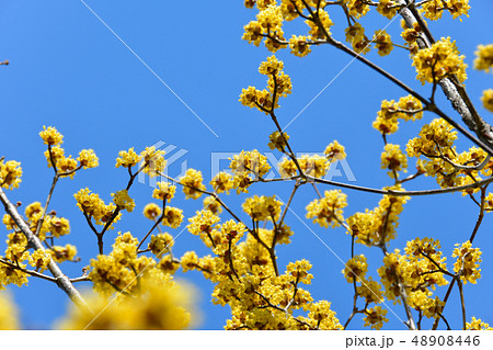 サンシュウの花 48908446