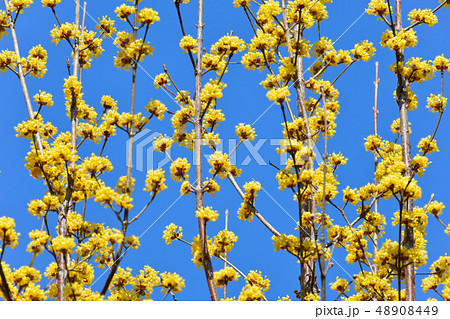 サンシュウの花 48908449