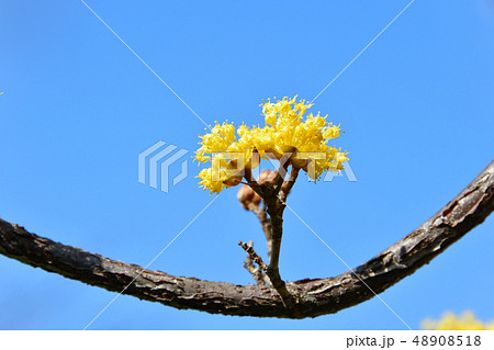 サンシュウの花 48908518