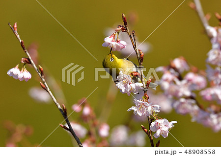 小彼岸桜とメジロ 小彼岸桜とメジロ 48908558