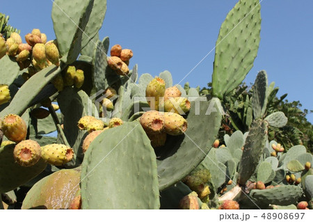 さぼてん 48908697