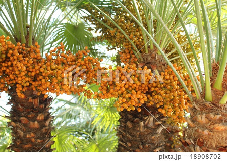 しゅろの実 48908702