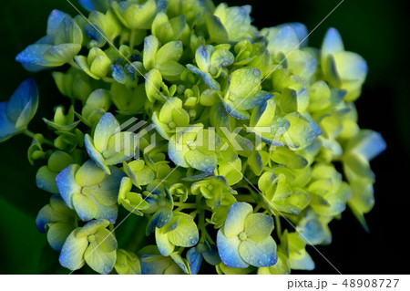 梅雨に合う花紫陽花 48908727