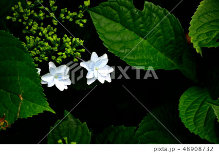 梅雨に合う花紫陽花 48908732