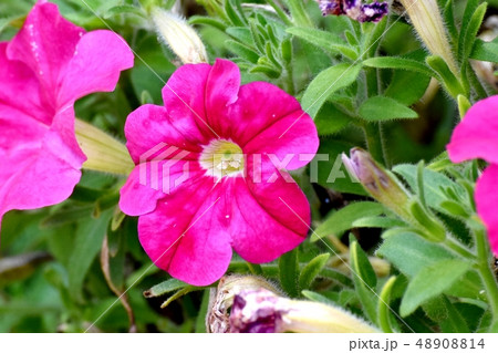 三鷹中原に咲く赤いペチュニア 48908814
