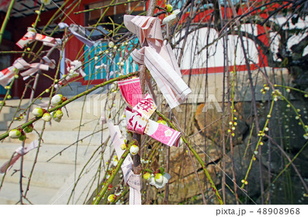 おみくじ 48908968