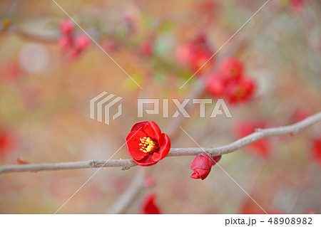 ボケの花 48908982