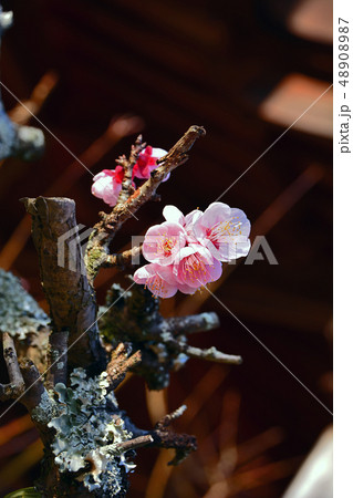 梅古木 梅古木 48908987