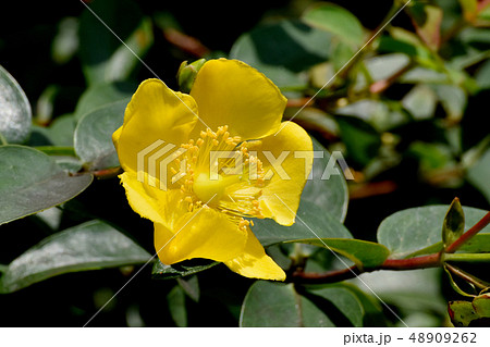 三鷹中原に咲く黄色いキンシバイ 48909262