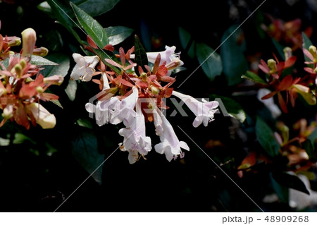 三鷹中原に咲く薄いピンクのアベリア 三鷹中原に咲く薄いピンクのアベリア 48909268