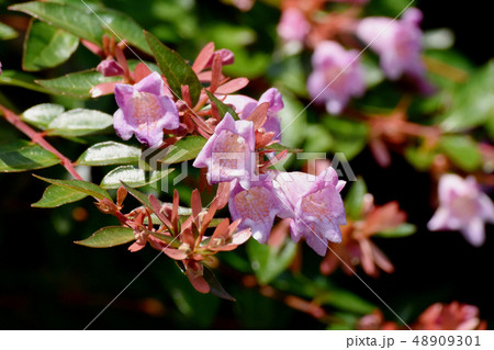 三鷹中原に咲く薄いピンクのアベリア 三鷹中原に咲く薄いピンクのアベリア 48909301