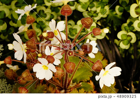 プリムラシネンシス 白花 01 プリムラシネンシス 白花 01 48909325