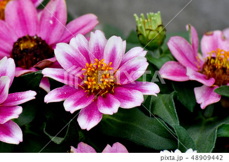 三鷹中原に咲くピンクと白複色のヒャクニチソウ 三鷹中原に咲くピンクと白複色のヒャクニチソウ 48909442