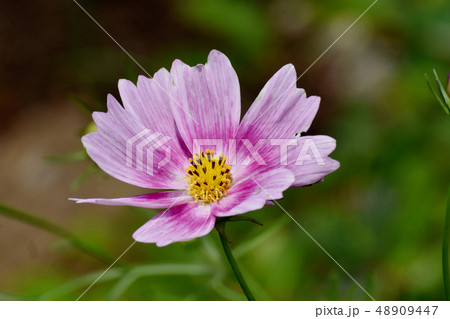 三鷹中原に咲くピンクのコスモス 48909447