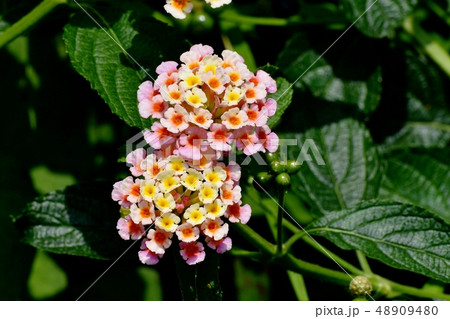 三鷹中原に咲くランタナ（シチヘンゲ） 48909480