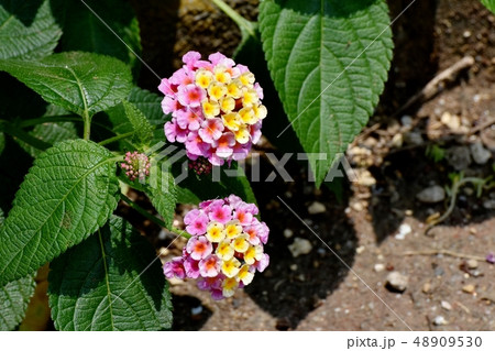 三鷹中原に咲くランタナ（シチヘンゲ） 48909530