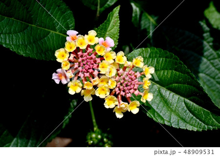 三鷹中原に咲くランタナ（シチヘンゲ） 48909531