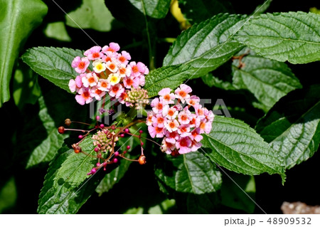 三鷹中原に咲くランタナ（シチヘンゲ） 48909532