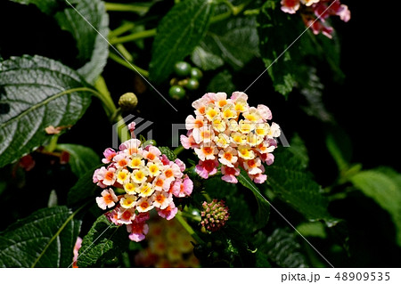 三鷹中原に咲くランタナ（シチヘンゲ） 48909535