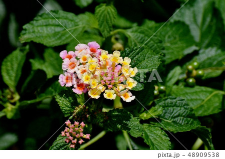 三鷹中原に咲くランタナ（シチヘンゲ） 48909538