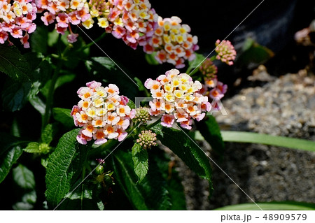 三鷹中原に咲くランタナ（シチヘンゲ） 48909579