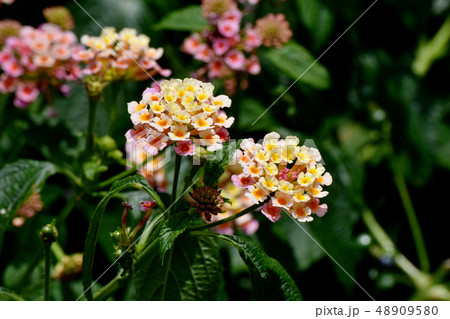 三鷹中原に咲くランタナ（シチヘンゲ） 48909580