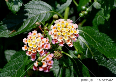 三鷹中原に咲くランタナ（シチヘンゲ） 48909582