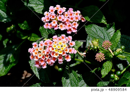 三鷹中原に咲くランタナ（シチヘンゲ） 48909584