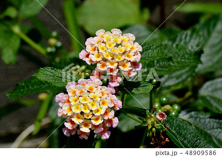 三鷹中原に咲くランタナ(シチヘンゲ) 三鷹中原に咲くランタナ(シチヘンゲ) 48909586