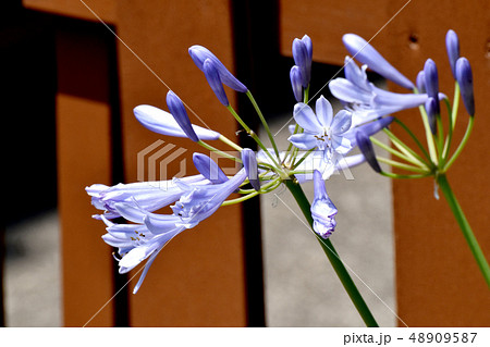 三鷹中原に咲く薄い青紫色のアガパンサス 三鷹中原に咲く薄い青紫色のアガパンサス 48909587