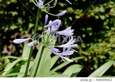 三鷹中原に咲く薄い青紫色のアガパンサス 三鷹中原に咲く薄い青紫色のアガパンサス 48909662