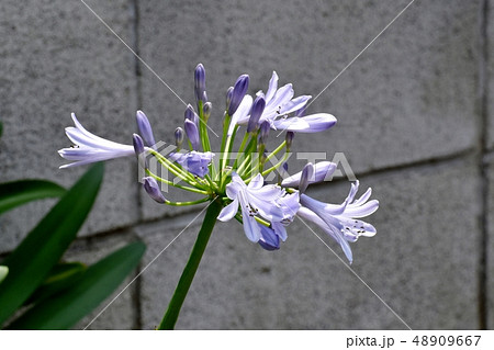 三鷹中原に咲く薄い青紫色のアガパンサス 48909667