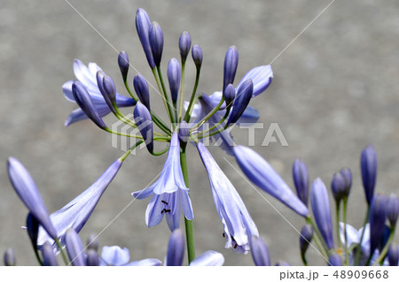 三鷹中原に咲く薄い青紫色のアガパンサス 48909668