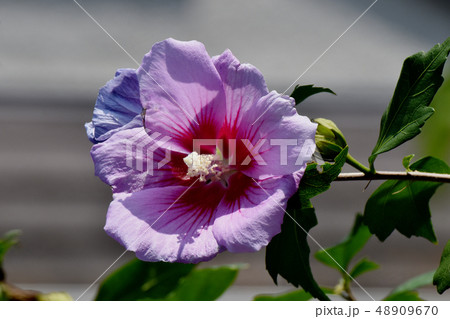 三鷹中原に咲くピンクのムクゲの花 三鷹中原に咲くピンクのムクゲの花 48909670