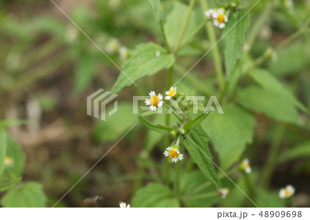 掃き溜め菊 48909698