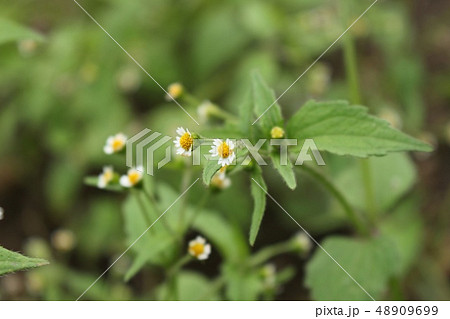 掃き溜め菊 48909699