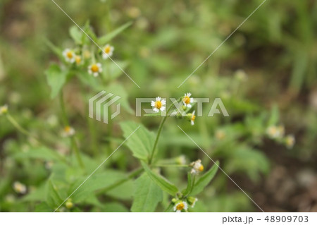 掃き溜め菊 48909703