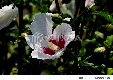 三鷹中原に咲く白いムクゲの花 48909736