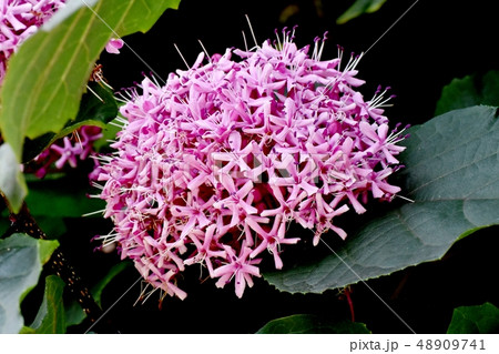 三鷹中原に咲くピンクのボタンクサギ 三鷹中原に咲くピンクのボタンクサギ 48909741