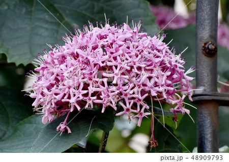 三鷹中原に咲くピンクのボタンクサギ 48909793