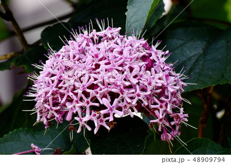 三鷹中原に咲くピンクのボタンクサギ 48909794