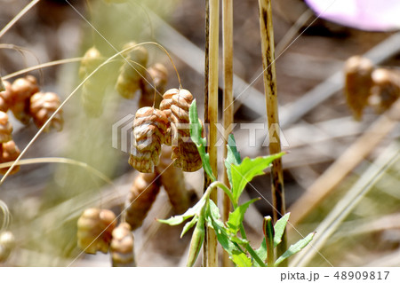 三鷹中原に咲くコバンソウ 48909817