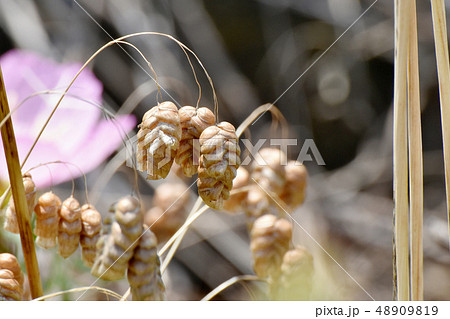 三鷹中原に咲くコバンソウ 三鷹中原に咲くコバンソウ 48909819