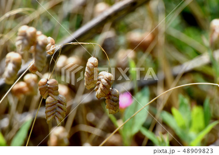 三鷹中原に咲くコバンソウ 48909823