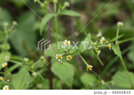 掃き溜め菊 48909839